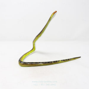 Alebrije Serpiente XXV Por Paulino Blas